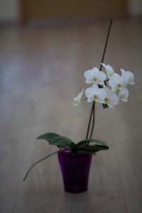 Orhideju noma